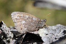 Baltic Grayling lat 1.jpg