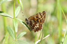 Duke of Burgundy lat 1.jpg