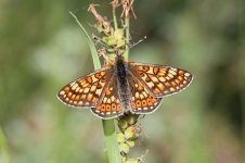 Marsh Fritillary lat 2.jpg