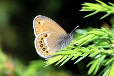 Scarce Heath lat 1.jpg