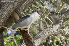 Black-crowned Night Heron RS WM 0001.jpg