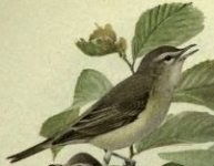 warbling vireo.jpg