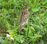 IMG_6950 Little Bunting @ RDBT.jpg