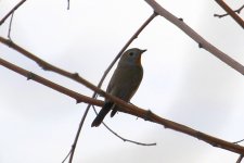 Taiga Flycatcher.jpg