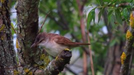 B.Eaters, Shrikes, Cuckoos Warblers 037 thumb.jpg