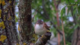 B.Eaters, Shrikes, Cuckoos Warblers 038 thumb.jpg