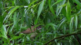 B.Eaters, Shrikes, Cuckoos Warblers 039 thumb.jpg