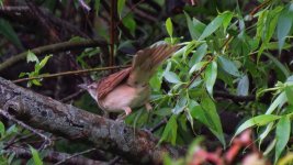 B.Eaters, Shrikes, Cuckoos Warblers 041 thumb.jpg