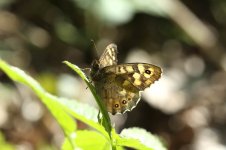 Speckled Wood lab 1.jpg