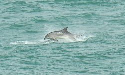 Dolphin Isl 2.jpg