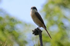 Brown Shrike.jpg