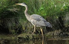 IMG_8039 Great Blue Heron @ Seattle.JPG