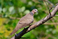 Spotted Dove.jpg