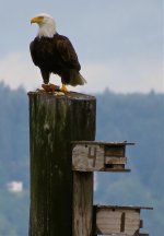 IMG_8023 Bald Eagle @ Seattle.jpg