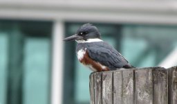 IMG_8029 Belted Kingfisher @ Seattle.JPG