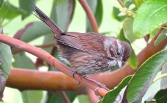 IMG_8004 Song Sparrow @ Seattle.JPG