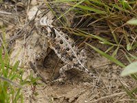 Texas Horned Lizard-1.jpg