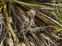 Texas Horned Lizard-4.jpg