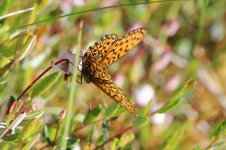 Bog Fritillary lt 2.jpg