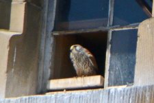 Kestrel digiscoped.jpg