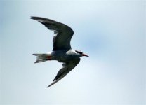 Juvenile Black-fronted Tern..jpg