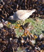 Rock-Sandpiper-PDR--Jetty-J.jpg