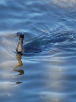 Pelagic-Cormorant-JanCR.jpg