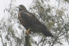 IMG_16369_Buteo_xxx.jpg