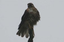 IMG_16470_Buteo_xxx.jpg