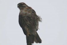 IMG_16477_Buteo_xxx.jpg