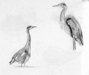 grey_heron_drawing.jpg