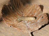 MOTHCATERPILLARLARGEYELLOWUNDERWING.jpg