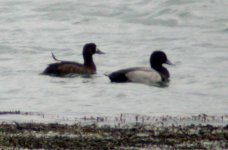 scaup carlingford lough sept 06.jpg