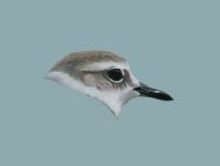 Malaysian Plover head.jpg