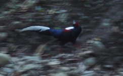 Swinhoe's Pheasant HB.JPG