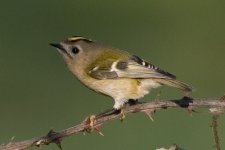 Goldcrest.jpg