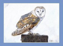 barnowl3.jpg