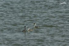 WESTERN GREBE WM RS 0002.jpg