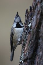 20160317 (8)_Crested_Tit (683x1024).jpg