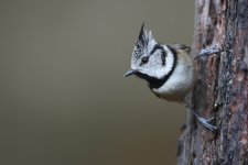 20160317 (14)_Crested_Tit (1024x683).jpg