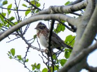 IMG_7490 Rustic Bunting @ Nishinoshima.JPG