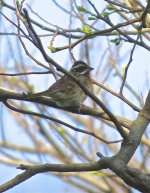 IMG_7499 Tristram's Bunting @ Nishinoshima.jpg