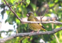 IMG_7483 Oriental Greenfinch @ Nishinoshima.JPG