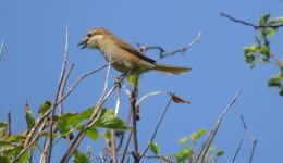 IMG_7525 Bull-headed Shrike @ Nishinoshima.JPG