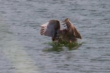 Black-Crowned Night Heron (juv.) (6).jpg