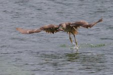 Black-Crowned Night Heron (juv.) (3).jpg