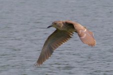 Black-Crowned Night Heron (juv.) (5).jpg