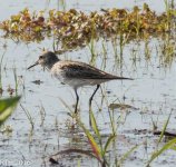 white rumped  5-7-2016-12.jpg