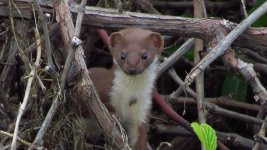 B.H. Bunting, Lark, Stoat & Ortolan 007 thumb.jpg