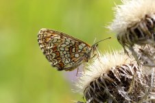 Nickerls Fritillary lt 1.jpg